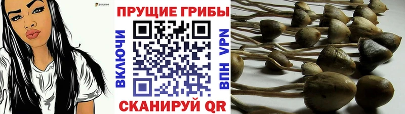 OMG ссылки  Чернушка  Галлюциногенные грибы ЛСД  закладка 